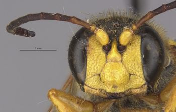 Media type: image;   Entomology 23536 Aspect: head frontal view